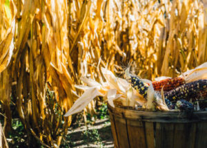 Ornamental corn in basket