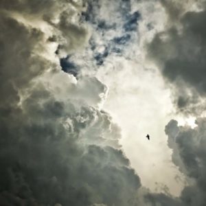 Lone bird soaring in the clouds